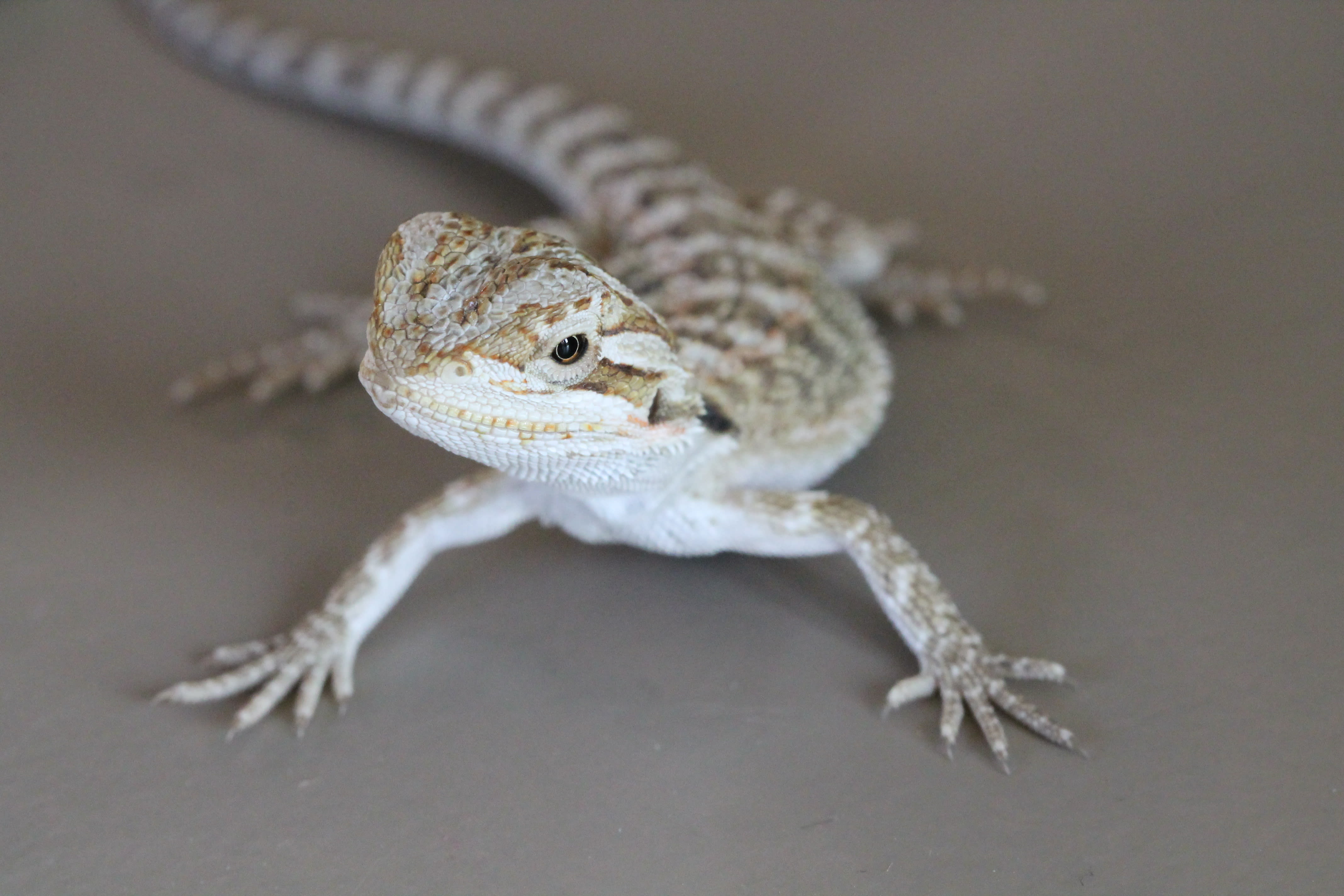 Petco store live reptiles